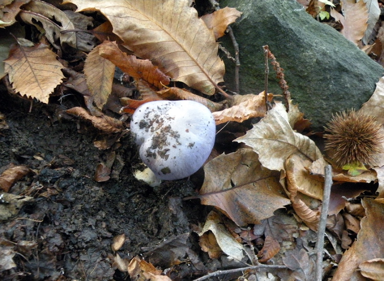 Cortinarius violetto: Cortinarius caerulescens?